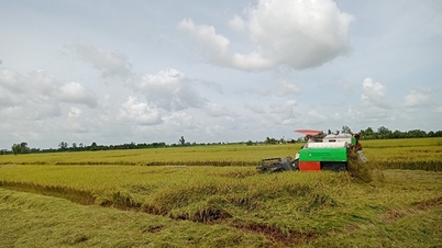 Kinh tế tuần hoàn là nền tảng phát triển bền vững ngành lúa gạo