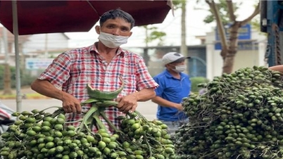 គ្រាប់ Areca ទទួលបានកំណត់ត្រាខ្ពស់ ប្រជាជនក្នុងខេត្ត Quang Ngai រកចំណូលបានកាន់តែច្រើន
