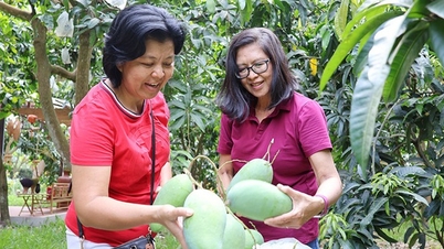 នៅ​កន្លែង​មួយ​ក្នុង​ខេត្ត Dong Thap មាន​មនុស្ស​មក​លេង​រើស​ផ្លែ​ស្វាយ​ឆ្ងាញ់ៗ​កាន់​ដៃ​អ្នក​រាល់​គ្នា​ស្រលាញ់​វា។