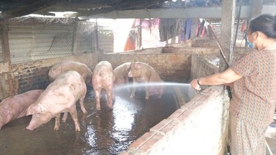 Hà Nội di dời chăn nuôi ra khỏi nội đô, còn 450 hộ chưa di dời được, khó ở đâu?