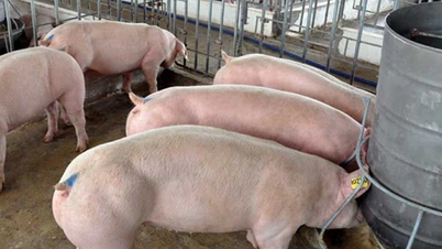 Giá heo hơi ngày 23/12/2024: Miền Bắc thiết lập mức giá mới