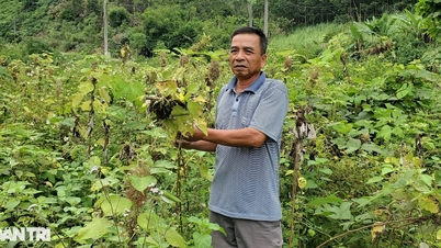Vụ 200ha "cây làm giàu" bị chặt bỏ: Một doanh nghiệp đầu tư gần 1.000 tỷ