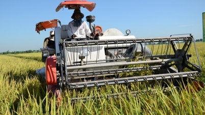La historia del arroz orgánico y la agricultura verde en Dai Dong