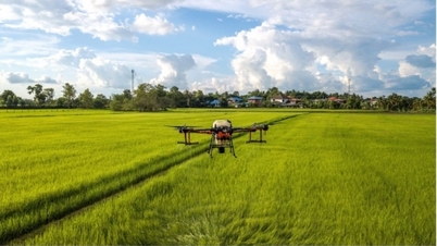 Rice prices increase and decrease in opposite directions; rice price decreases by 100 VND/kg