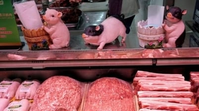 Giá heo hơi nối đà giảm, cao nhất 53.000 đồng/kg