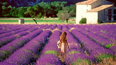Ba cánh đồng lavender nổi tiếng thế giới