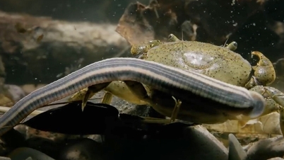 Leeches បំបែក 'គ្រឿងសឹក' របស់ក្តាមដើម្បីស៊ីសាច់