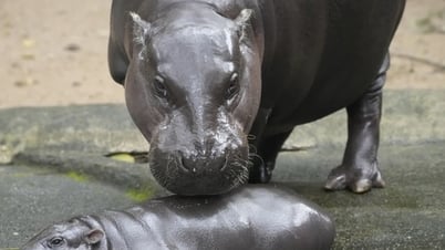 Thai dwarf hippo suddenly becomes famous all over the internet
