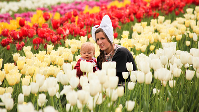 Lễ hội hoa tulip tại Hà Lan: sự kiện không thể bỏ qua khi đến châu Âu
