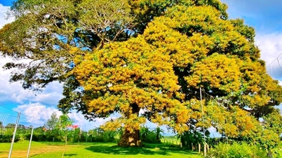 Un árbol de madera flotante de 800 años de antigüedad en Ha Tinh ha sido reconocido como árbol patrimonial vietnamita.