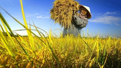 Rice price today September 4, 2024: Rice price increased from 50