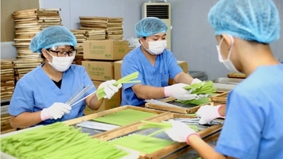 Hà Nội phát triển vùng nguyên liệu phục vụ xuất khẩu