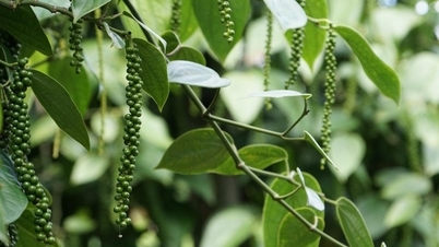 Xuất khẩu hồ tiêu của Việt Nam sang Trung Quốc giảm mạnh