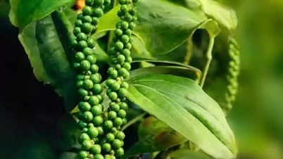 Giá hồ tiêu chứng kiến một tuần sóng gió