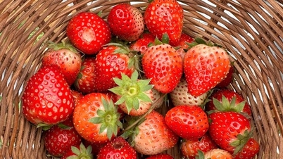 Growing asparagus is considered the king of vegetables, strawberries bear red fruit at the Heaven's Gate of Binh Dinh, tourists are coming