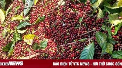 តម្លៃ​កាហ្វេ​ថ្ងៃ​នេះ​ថ្ងៃ​ទី 20 ប្រាក់​ដុល្លារ​អាមេរិក និង​ពិភព​លោក​កើនឡើង​ទាប