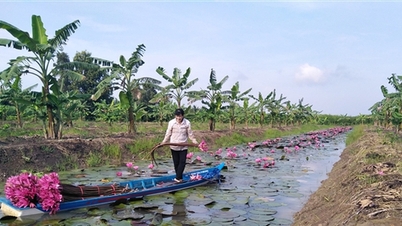 កសិករម្នាក់នៅខេត្ត Hau Giang បានប្រថុយប្រថានជីកប្រឡាយដើម្បីដាំផ្កាលីលីក្នុងទីក្រុង Da Lat ក្នុងរដូវទឹកជំនន់ ហើយបានរងការខូចខាតយ៉ាងខ្លាំង។