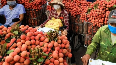 Bac Giang lychees នឹង​លែង​ត្រូវ​ដឹក​ទៅ​ទីក្រុង Ho Chi Minh ដើម្បី​បាញ់​កាំរស្មី។