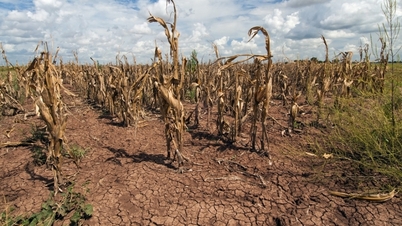 El Nino đã ảnh hưởng thế nào đến Việt Nam và các nước?
