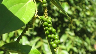 Nhu cầu từ các thị trường, giá tiêu nội địa điều chỉnh giảm