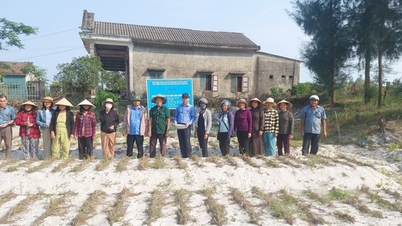 This place in Quang Tri is hot as hell, the sand is white, how can farmers grow this kind of tree to make high profits?