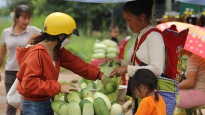 Trồng loại dưa chuột bán 40.000 đồng một trái, thu tiền triệu mỗi ngày