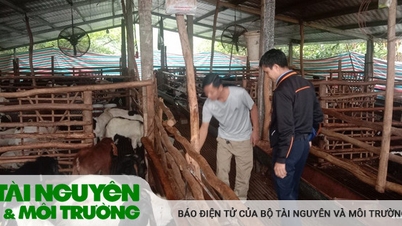 ការចិញ្ចឹមពពែពាណិជ្ជកម្មជួយគ្រួសារជាច្រើនផ្លាស់ប្តូរជីវិតរបស់ពួកគេ។