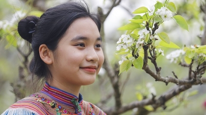 ខ្ពង់រាប Bac Ha ខេត្ត Lao Cai ទាក់ទាញភ្ញៀវទេសចរណ៍ជាមួយផ្កាពណ៌សសុទ្ធដូចគ្រីស្តាល់។