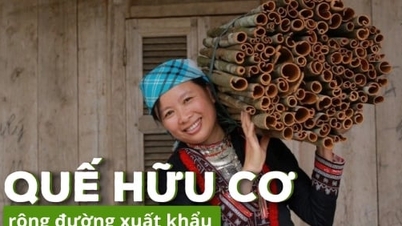 អាជីវកម្ម 'ចាប់ដៃគ្នា' ជាមួយកសិករដើម្បីផលិត cinnamon សរីរាង្គ