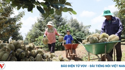 ស្រុកក្រាំងប៉ាក (ដាកឡាក់) ត្រៀមសម្រាប់ពិធីបុណ្យទុរេនលើកទី២