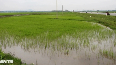 Vụ 3 tỷ đồng không mua nổi lô đất quê: Không cho địa phương đấu giá lại