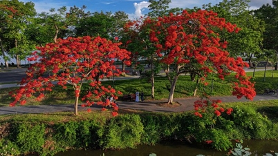 ផ្កា Royal poinciana លាបពណ៌ Hue citadel ក្រហម