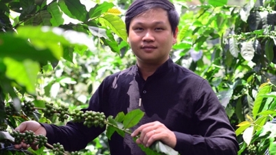 បុរសម្នាក់ ៨ដង ទៅទីក្រុងភ្នំដាឡាត់ សហការជាមួយកសិករដាំកាហ្វេសរីរាង្គ ១០០ហិកតា