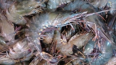 Tôm Việt Nam nguy cơ bị Mỹ điều tra chống trợ cấp
