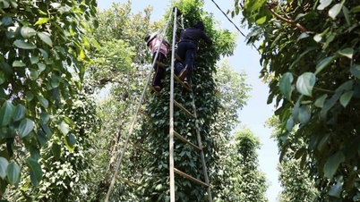 តម្លៃម្រេចអាចនៅទ្រឹង?