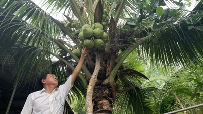 Spécialité de cire de noix de coco de Tra Vinh produite de manière biologique, visant le marché d'un milliard de personnes