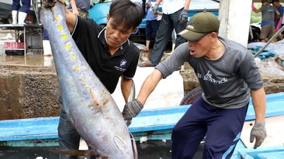 Ngư dân Khánh Hòa bám biển, nỗ lực tháo gỡ 'thẻ vàng' IUU