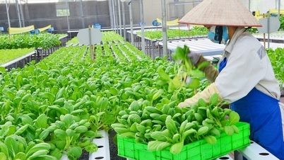Hanoi: Monitoring agricultural products violating food safety