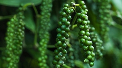 9 tháng, xuất khẩu hồ tiêu thu về gần tỷ USD