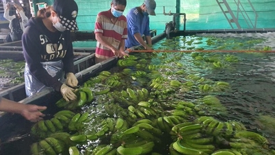 Nỗ lực mở rộng thị trường xuất khẩu
