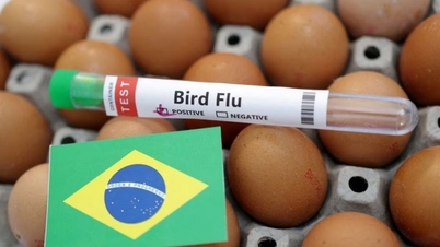 Brazil tuyên bố tình trạng khẩn cấp về sức khỏe động vật do cúm gia cầm