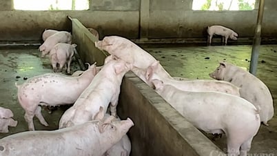 Miền Bắc đứng giá sau nhiều ngày tăng