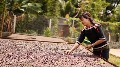 ការនាំចេញកាហ្វេ Robusta របស់វៀតណាមទៅកាន់ទីផ្សារជប៉ុនកើនឡើងជាពីរខ្ទង់