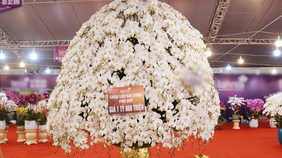 Sorprendido por una maceta gigante de orquídea Phalaenopsis de 4 metros de altura, valorada en casi 2 mil millones de VND en Ciudad Ho Chi Minh