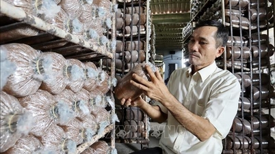 Vietnam Farmers' Union Congress: Learning and getting rich from mushroom growing