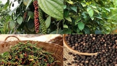 Dấu hiệu lạc quan cho ngành hồ tiêu Việt Nam