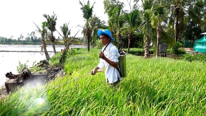 Lão nông kể chuyện trồng 10.000 chậu lúa làm Con đường lúa gạo Việt Nam