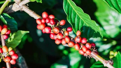 Agricultural product prices on January 9, 2025: Pepper and coffee inched up