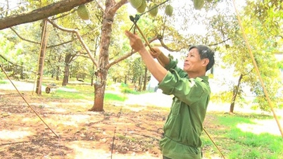 ការងារចម្លែកនៅ Dong Nai ឡើងដើមទុរេន ដើមពាន់លាន ដាំបង្គោលដើម្បីកាន់ផ្លែ ប្រាក់ខែខ្ពស់ ២០លាន