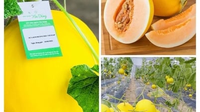 Yen Dung: Taking advantage of the potential to improve the quality of OCOP products